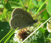Ringlet (Aphantopus hyperantus)