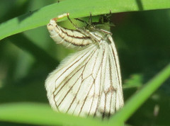 Black-veined Moth (Siona lineata)