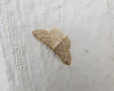 Bueengmåler (Idaea straminata)