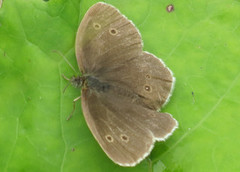 Ringlet (Aphantopus hyperantus)