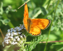 Scarce Copper (Lycaena virgaureae)