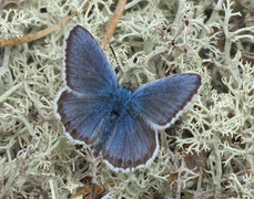 Silver-studded Blue (Plebejus argus)