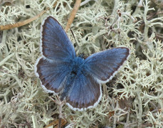 Argusblåvinge (Plebejus argus)