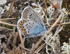 Argusblåvinge (Plebejus argus)