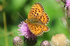Lesser Marbled Fritillary (Brenthis ino)