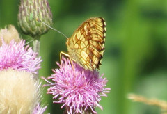Lesser Marbled Fritillary (Brenthis ino)