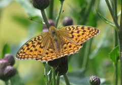 High Brown Fritillary (Argynnis adippe)