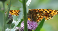 High Brown Fritillary (Argynnis adippe)