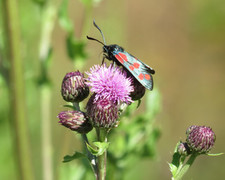 Seksflekket bloddråpesvermer (Zygaena filipendulae)