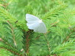 Blek bladmåler (Jodis lactearia)