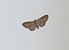Seljedvergmåler (Eupithecia tenuiata)