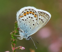 Silver-studded Blue (Plebejus argus)