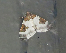 Blue-bordered Carpet (Plemyria rubiginata)