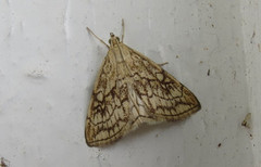 Chequered Straw (Evergestis pallidata)