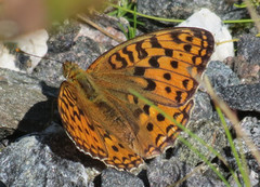 High Brown Fritillary (Argynnis adippe)