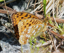 High Brown Fritillary (Argynnis adippe)