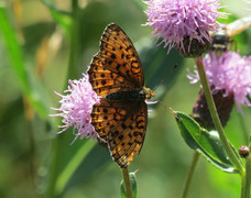 Lesser Marbled Fritillary (Brenthis ino)