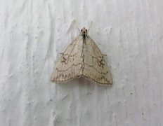 Chequered Straw (Evergestis pallidata)