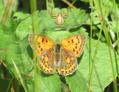 Oransjegullvinge (Lycaena virgaureae)