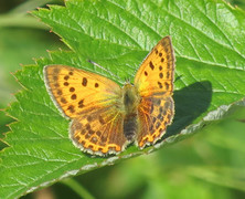Scarce Copper (Lycaena virgaureae)