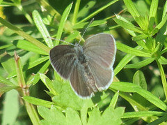 Small Blue (Cupido minimus)