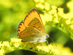 Oransjegullvinge (Lycaena virgaureae)