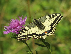 Svalestjert (Papilio machaon)