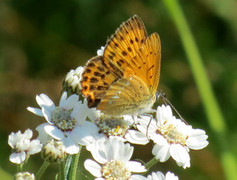 Scarce Copper (Lycaena virgaureae)