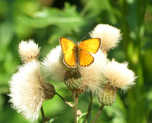 Scarce Copper (Lycaena virgaureae)