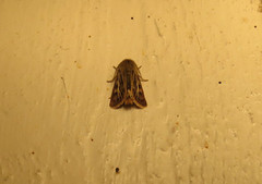 Antler Moth (Cerapteryx graminis)