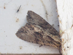 Stort engfly (Apamea monoglypha)