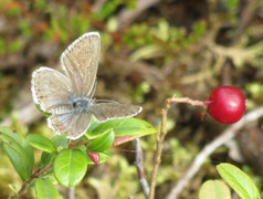Silver-studded Blue (Plebejus argus)