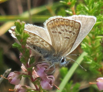 Argusblåvinge (Plebejus argus)