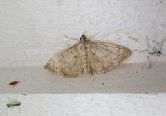 Mother of Pearl (Patania ruralis)