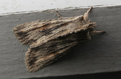 Pale Pinion (Lithophane socia)