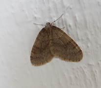 Winter Moth (Operophtera brumata)
