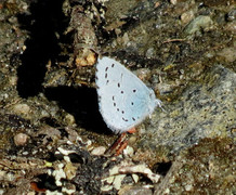 Holly Blue (Celastrina argiolus)