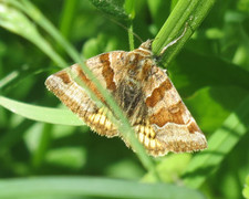 Burnet Companion (Euclidia glyphica)