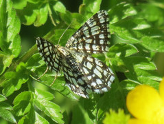 Rutemåler (Semiothisa clathrata)