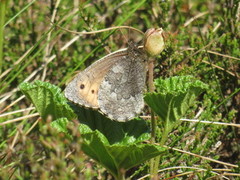 Juttas ringvinge (Oeneis jutta)