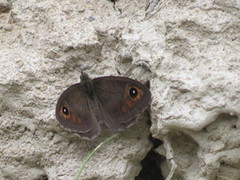 Klipperingvinge (Lasiommata maera)