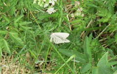 Ribbemåler (Siona lineata)