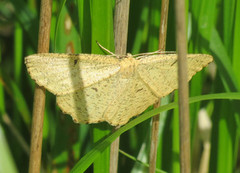 Orange Moth (Angerona prunaria)