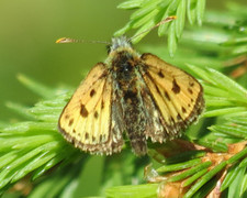 Northern Chequered Skipper (Carterocephalus silvicola)