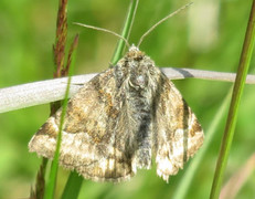 Burnet Companion (Euclidia glyphica)