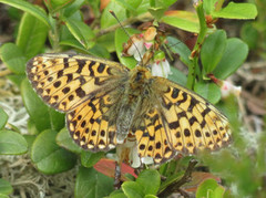 Pearl-bordered Fritillary (Boloria euphrosyne)