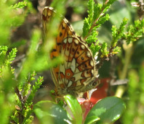 Pearl-bordered Fritillary (Boloria euphrosyne)