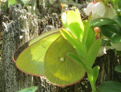 Moorland Clouded Yellow (Colias palaeno)
