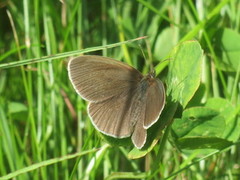 Ringlet (Aphantopus hyperantus)
