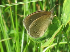 Ringlet (Aphantopus hyperantus)